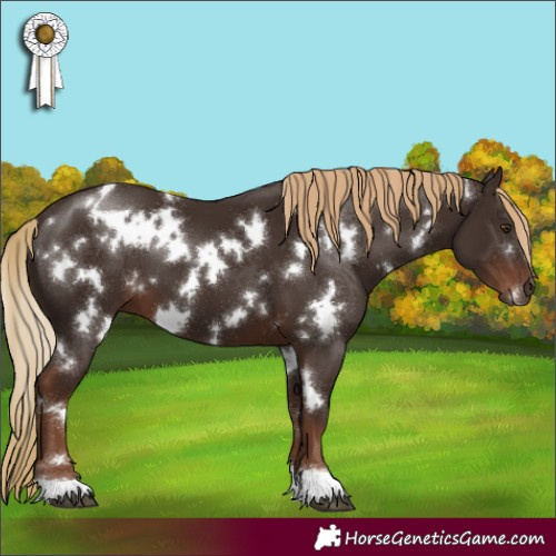 Horse Color:White Spotted Liver Chestnut 
