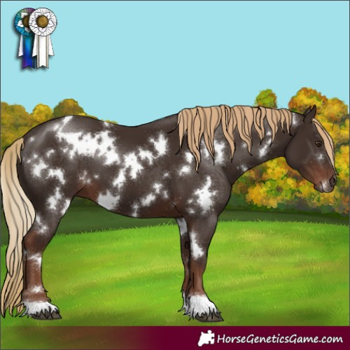 Horse Color:White Spotted Liver Chestnut 
