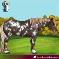 Horse Color:White Spotted Liver Chestnut 