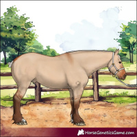 Horse Color:Silver Bay Dun