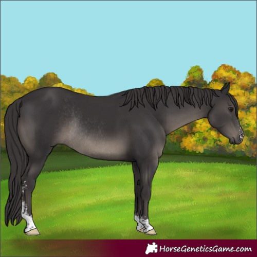 Horse Color:Smoky Black Sabino Rabicano 