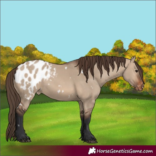Horse Color:White Spotted Brown Dun Appaloosa 