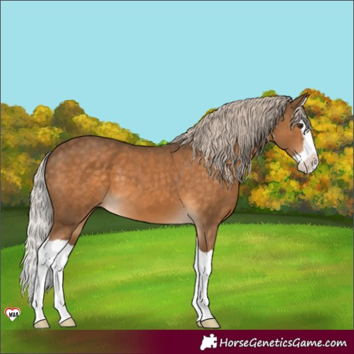 Horse Color:Chocolate Palomino Splash 