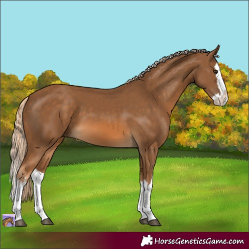 Horse Color:White Spotted Chocolate Palomino Splash 