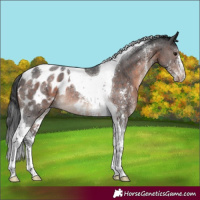 Horse Color:Brown Mushroom Sabino Tobiano Appaloosa Rabicano 