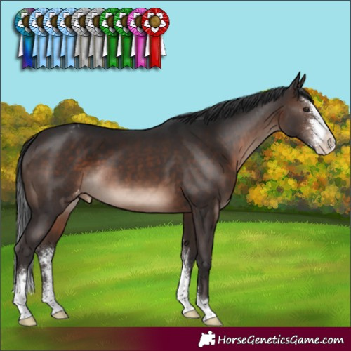Horse Color:Brown Mushroom Sabino Appaloosa 