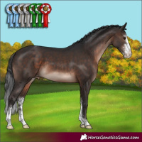 Horse Color:Brown Mushroom Sabino Appaloosa 