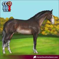 Horse Color:Brown Mushroom Sabino Appaloosa