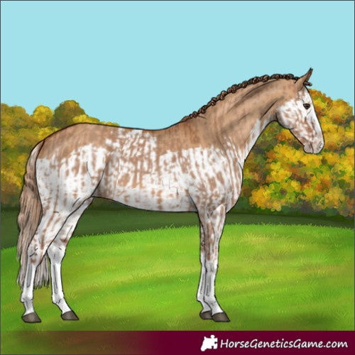 Horse Color:Red Dun Splash  and Red Dun Splash 