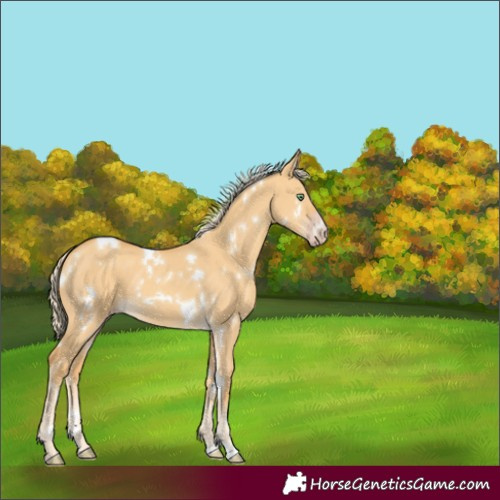 Horse Color:White Spotted Gold Cream Champagne Dun
