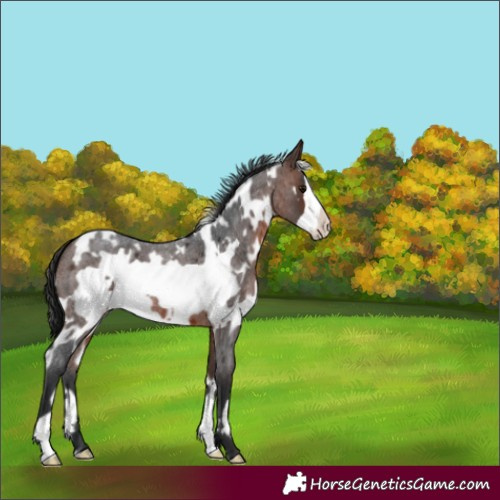 Horse Color:White Spotted Brown Roan Frame 