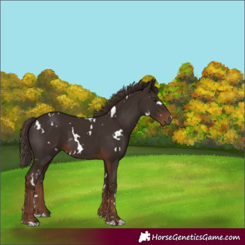 Horse Color:White Spotted Liver Chestnut 