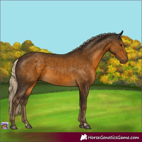 Horse Color:Chocolate Palomino 