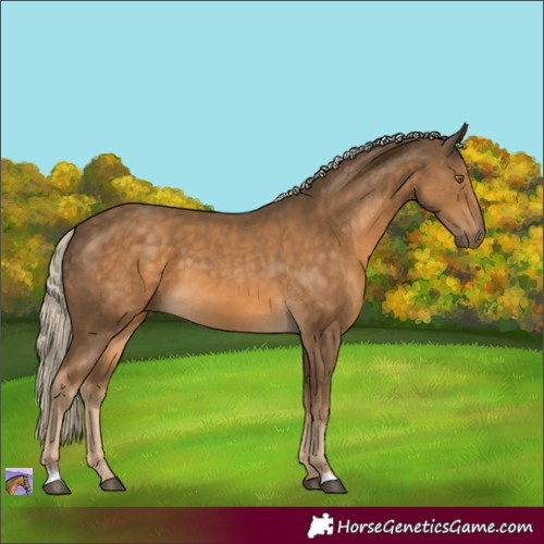 Horse Color:Chocolate Palomino 