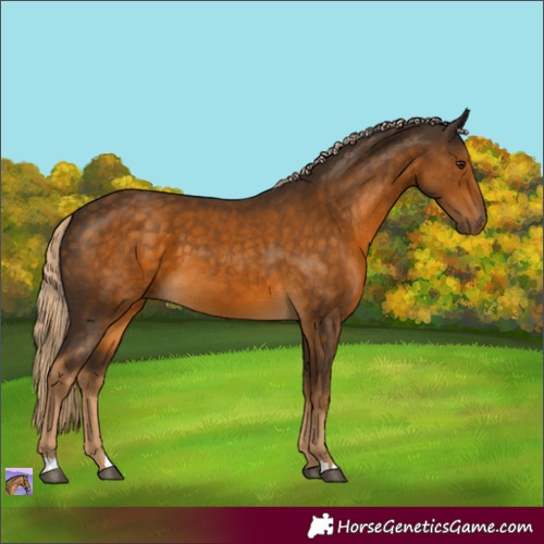 Horse Color:Chocolate Palomino 