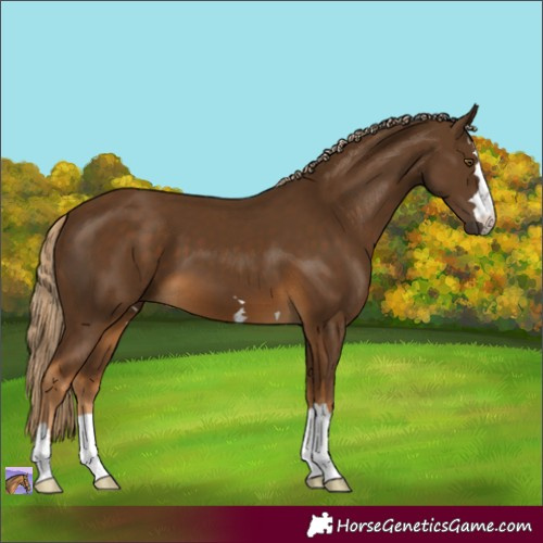 Horse Color:Chocolate Palomino 