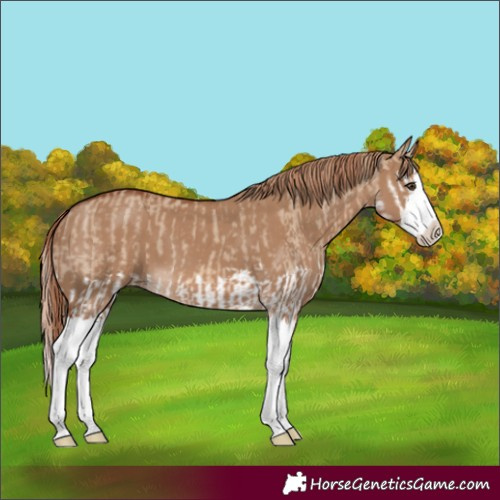 Horse Color:Red Dun Splash and Red Dun Splash
