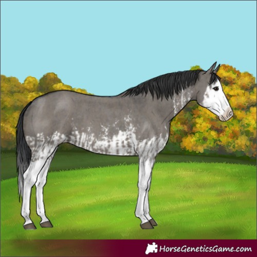 Horse Color:Grullo Sabino Splash  and Grullo Sabino Splash 