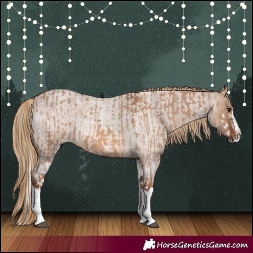 Horse Color:Red Dun Splash  and Red Dun Roan Splash 