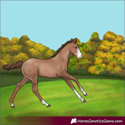 Horse Color:Black Pearl Sabino Rabicano 