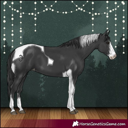 Horse Color:Black Sabino Tobiano Appaloosa 