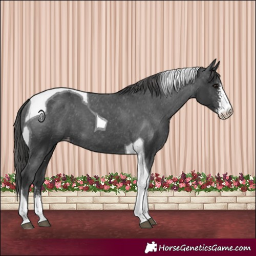 Horse Color:Black Sabino Tobiano Appaloosa 