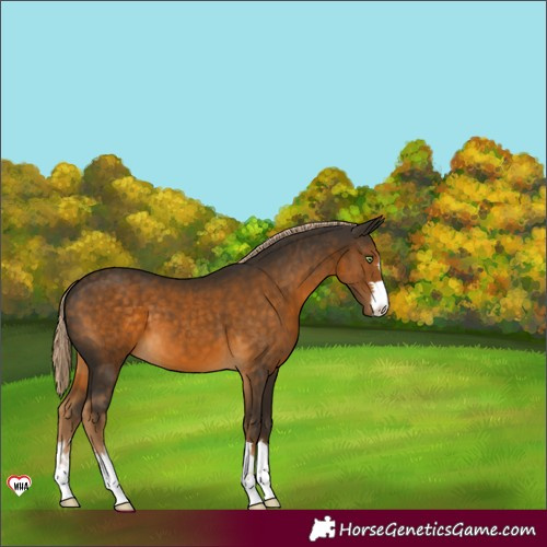 Horse Color:Chocolate Palomino 