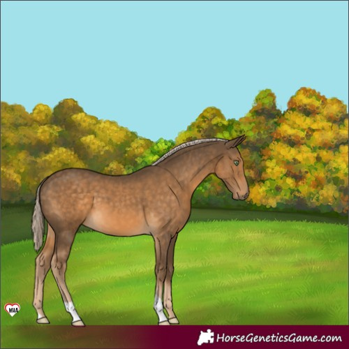 Horse Color:Chocolate Palomino 