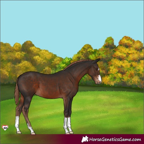Horse Color:Liver Chestnut 