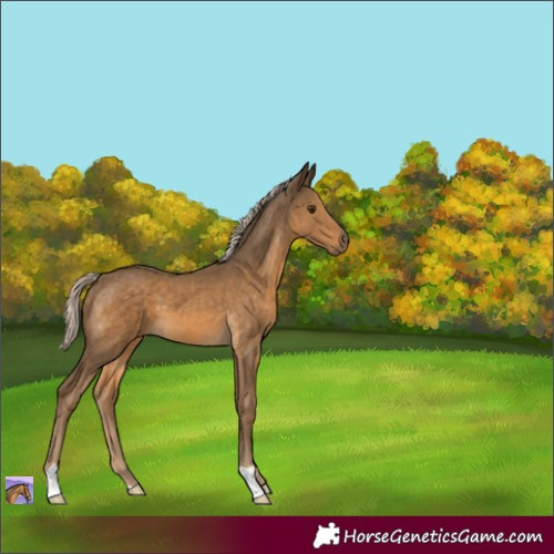 Horse Color:Chocolate Palomino 