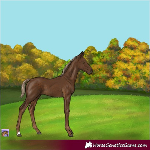 Horse Color:Chocolate Palomino 