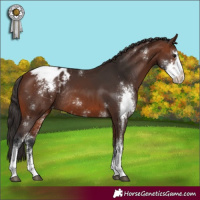 Horse Color:Brown Sabino Appaloosa Rabicano
