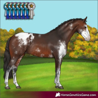 Horse Color:Brown Sabino Varnish Rabicano