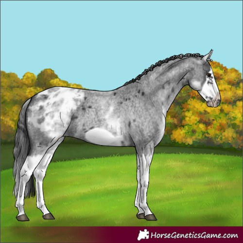 Horse Color:White Spotted Blue Roan Splash Frame Blanket 