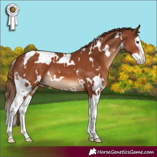 Horse Color:White Spotted Chestnut Splash Appaloosa 