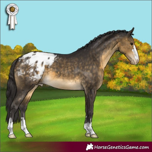 Horse Color:Buckskin Appaloosa 