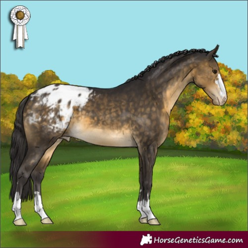 Horse Color:Buckskin Appaloosa 