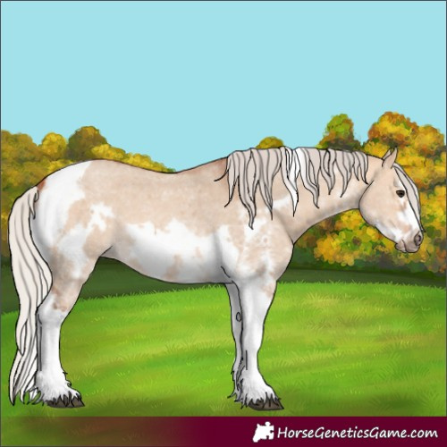 Horse Color:Silver Bay Dun Sabino Tobiano Frame Rabicano 