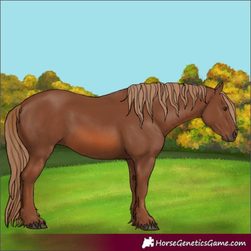 Horse Color:Chestnut 