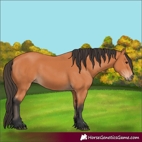 Horse Color:Bay 