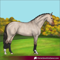 Horse Color:Bay Roan Dun 