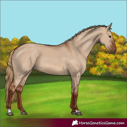 Horse Color:Red Dun 