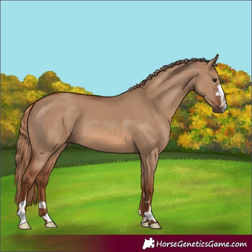 Horse Color:Red Dun 