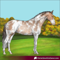 Horse Color:White Spotted Amber Champagne Sabino Rabicano