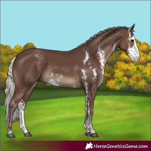 Horse Color:Silver Black Sabino 