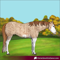 Horse Color:Red Dun Splash and Red Dun Splash