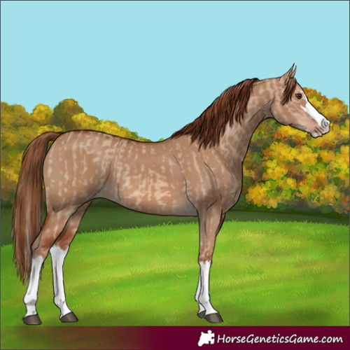 Horse Color:Red Dun Splash  and Red Dun Splash 