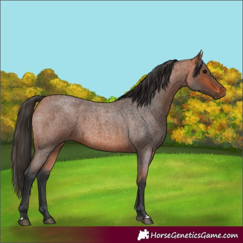 Horse Color:Bay Roan 
