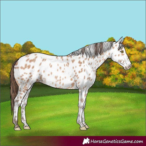 Horse Color:Amber Champagne Appaloosa 