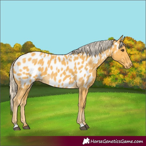 Horse Color:Palomino Appaloosa 